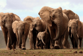African elephants are being born without tusks due to poaching, researchers say